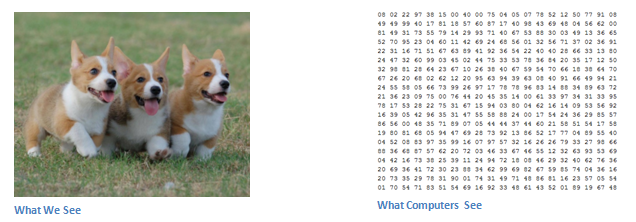 Corgi3.png